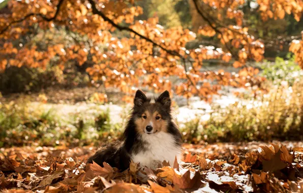 Картинка осень, ветки, природа, животное, листва, собака, пёс, шелти