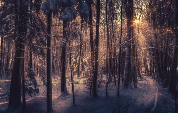 Картинка снег, обработка, солнечный свет, зимний лес