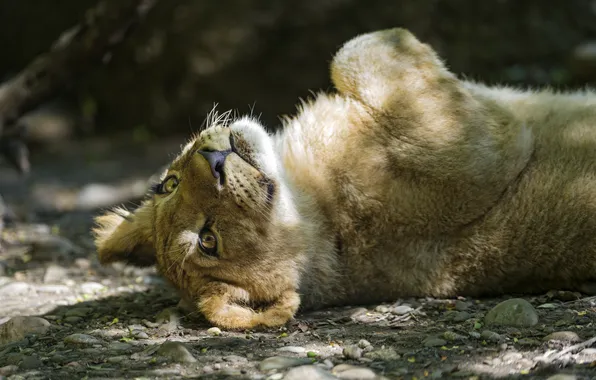 Картинка кошка, отдых, тень, лев, детёныш, котёнок, львёнок, ©Tambako The Jaguar
