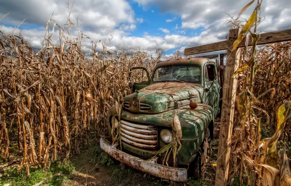 Машина, фон, кукуруза
