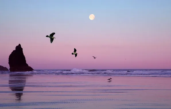 Картинка море, небо, птицы, скала, луна