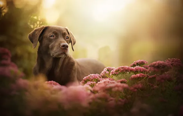 Картинка взгляд, цветы, собака, боке, Лабрадор-ретривер