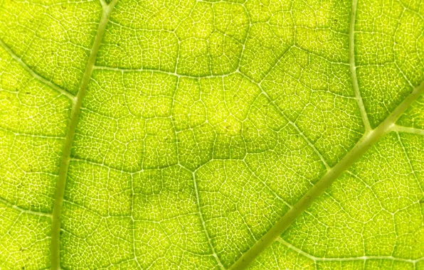 Картинка green, macro, leaf