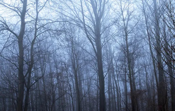 Осень, лес, деревья, природа, туман, Marc Slingerland