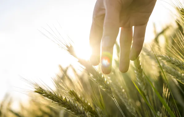 Пшеница, поле, солнце, свет, рожь, рука, колосья