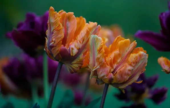 Картинка цветы, букет, фиолетовые, тюльпаны, оранжевые, бутоны, зеленый фон, махровые