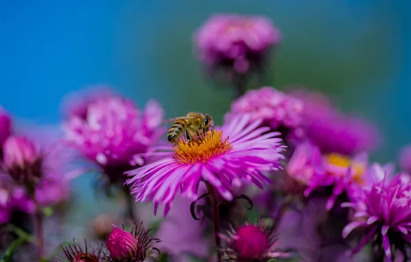 Картинка осень, цветы, природа, пчела