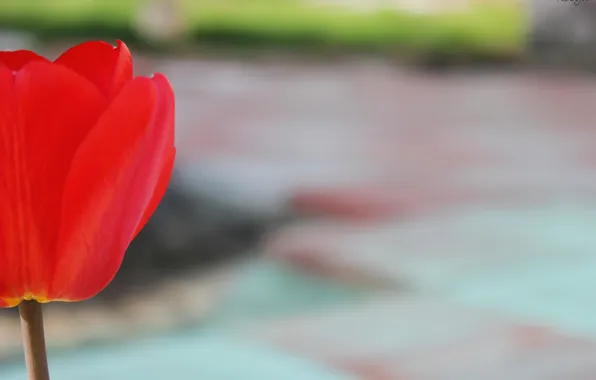 Картинка цветок, красный, тюльпан, лепестки