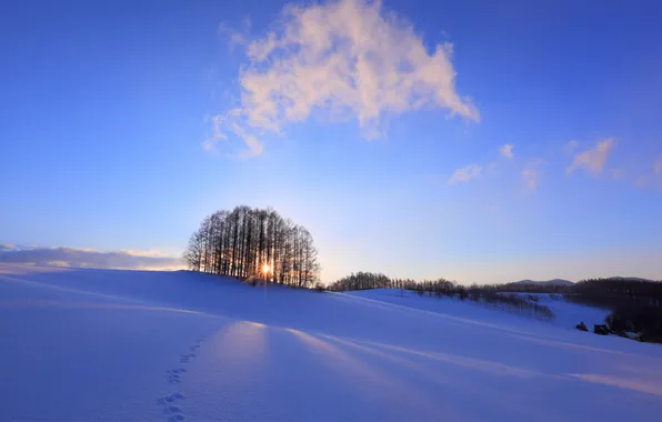 Картинка солнце, снег, деревья, закат, Зима