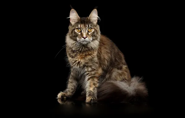 Black, cat, maine coon