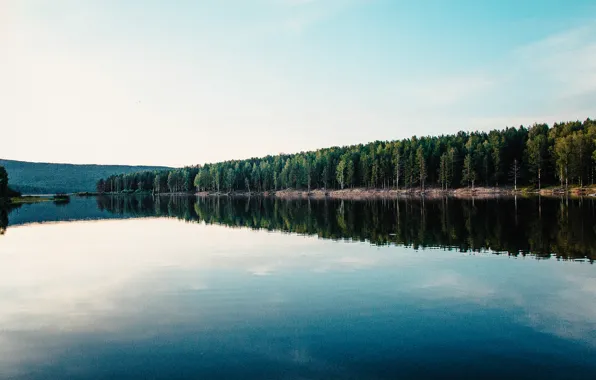 Лес, природа, на берегу