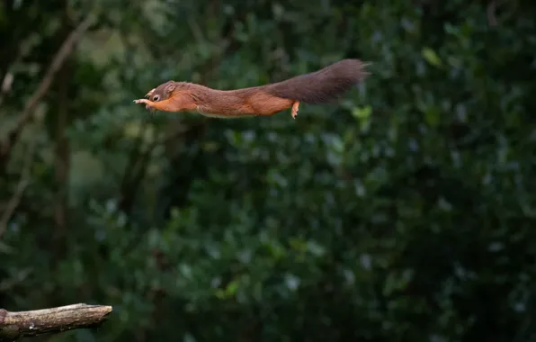 Картинка полет, белка, flight, squirrel, Mark Stewart