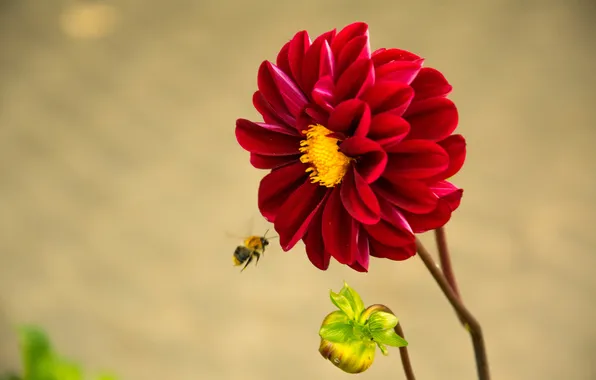 Картинка цветок, пчела, пыльца