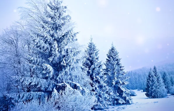 Картинка зима, снег, деревья, природа, елки, ели, мороз, ёлки