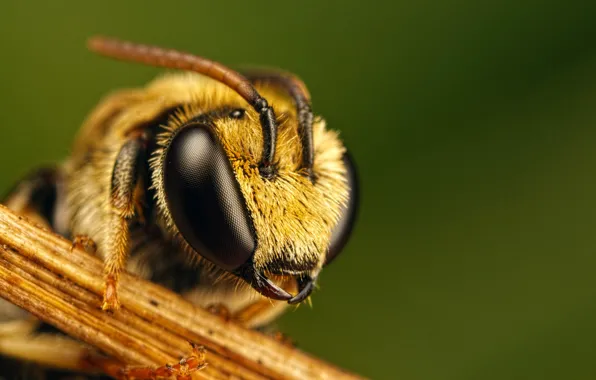 Картинка пчела, глазья, Gymnast