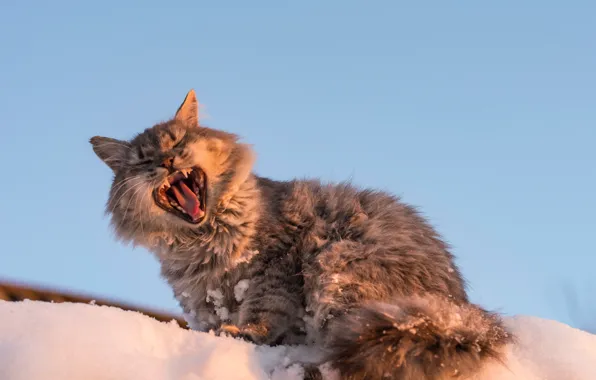Кошка, кот, снег, зевает, зевок