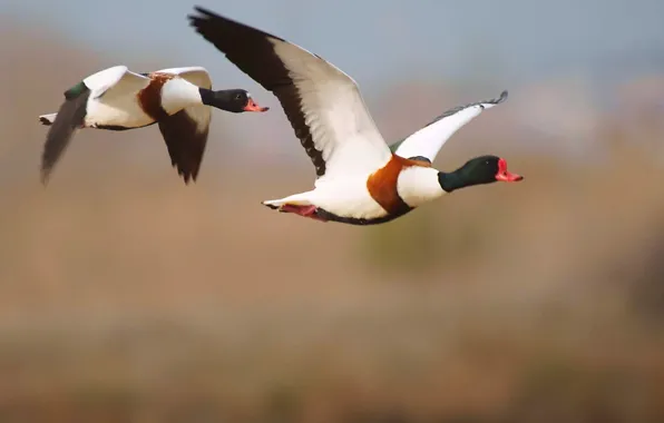 Картинка taro, shelduck, two black and white duck flying at daytime, blanco, tadorna tadorna