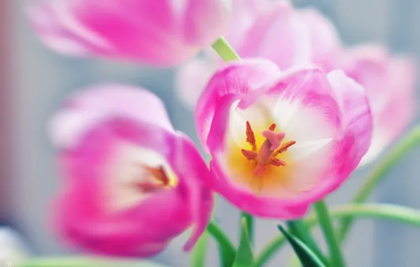 Макро, цветы, тюльпаны