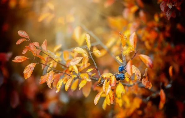 Картинка осень, листья, ягоды, ветка