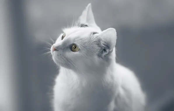 Кошка, белый, глаза, кот, взгляд, фон, портрет, монохром