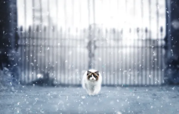 Зима, дорога, кошка, кот, снег, забор, ворота, мордочка