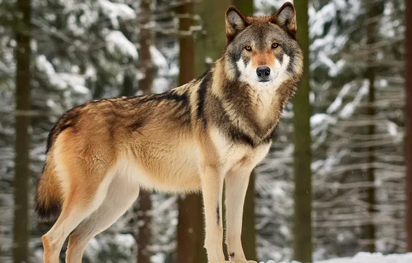 Nature, snow, predator, face, animal, wolf, wolves, wildlife