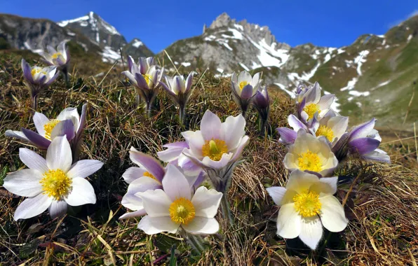 Картинка цветы, горы, природа