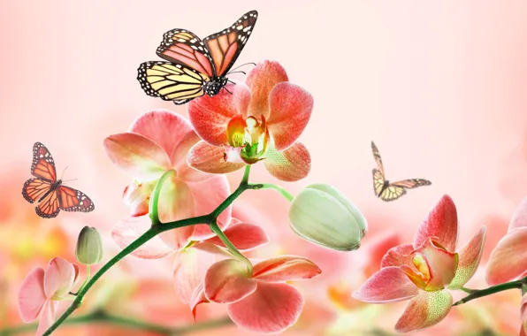 Лето, бабочки, цветы, абстракция, фон, розовый, красота, арт