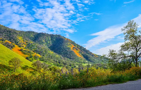 Картинка трава, деревья, пейзаж, цветы, горы, склон, Калифорния, США