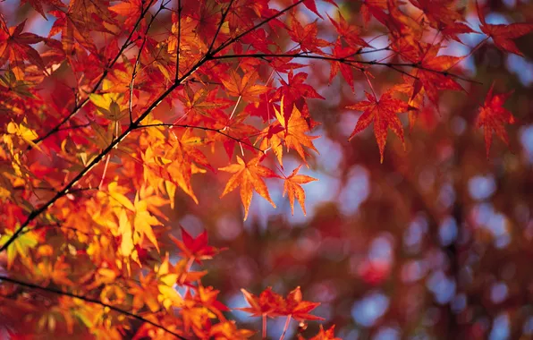 Осень, листья, ветка, яркость