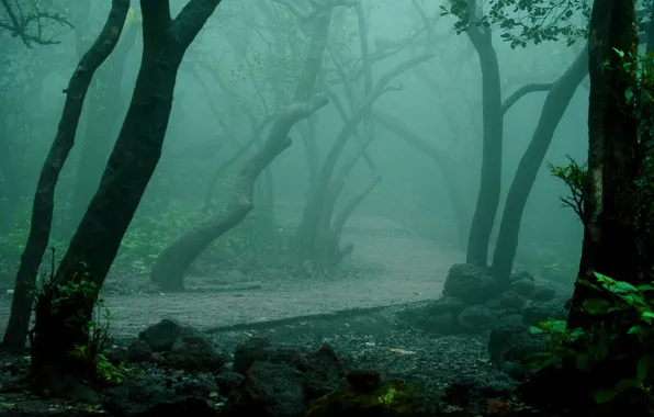 Картинка осень, лес, деревья, туман, парк, дорожка