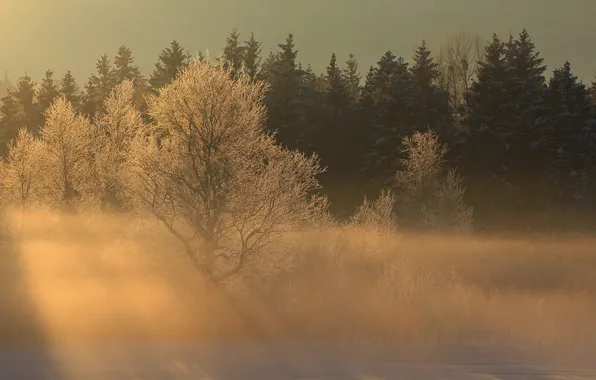 Зима, лучи, свет, деревья, пейзаж, природа, туман, утро