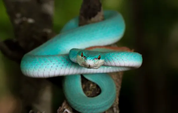 Природа, змея, Blue Trimeresurus insularis