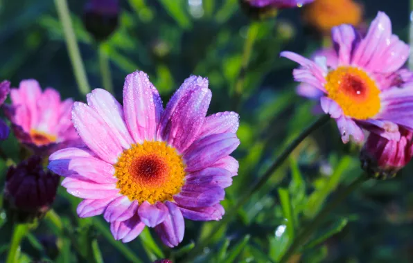 Flower, garden, spring, blooming