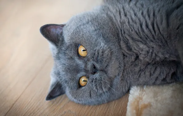 Кошка, кот, взгляд, портрет, пол, лежит, мордаха, забавный