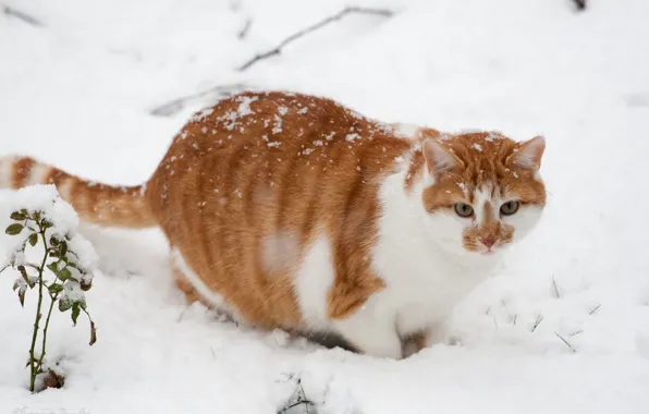 Картинка зима, кот, снег