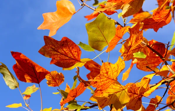 Картинка осень, небо, листья, ветки, дерево, ветви, желтые, красные