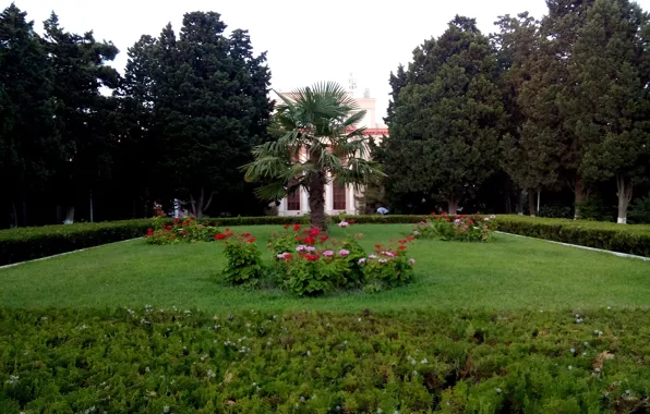 Зелень, лето, цветы, парк, Баку
