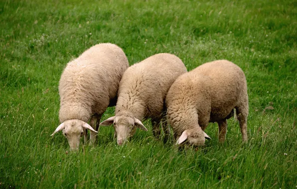 Grass, Animal, Sheep, eid mubarak