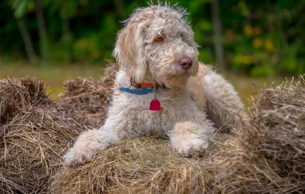 Взгляд, друг, собака