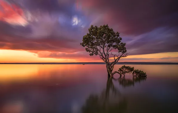 Небо, облака, озеро, дерево, Виктория, Австралия, зарево, Tenby Point