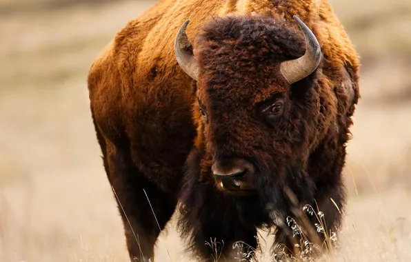 Поле, животные, природа, пастбище, Montana, бизон, National Bison Range near St. Ignatius