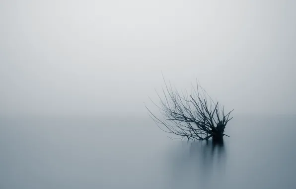 Картинка природа, туман, дерево