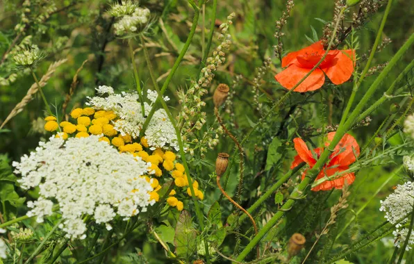 Flower, color, meadow