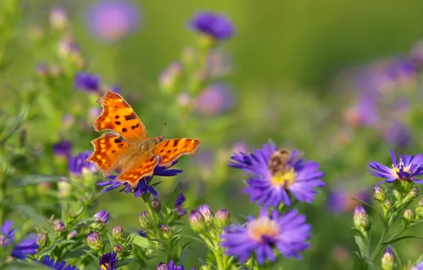 Картинка поле, цветы, пчела, бабочка, крылья, луг, насекомое