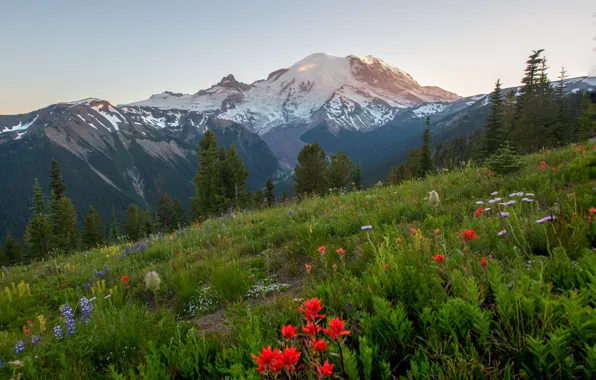 Картинка цветы, горы, Mount Rainier, национальный парк, природа, склон, деревья, травы