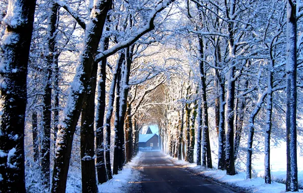 Картинка зима, дорога, снег, деревья, дом, аллея