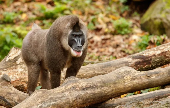 Monkey, nature, resting, drill, area, mandrillus, habitat, leucophaeus