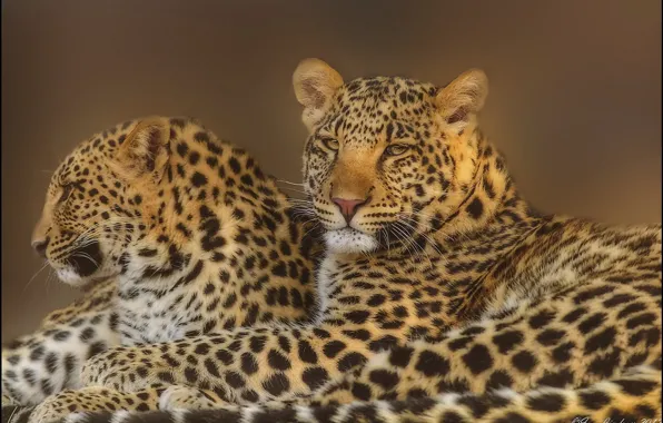 Взгляд, морда, фотошоп, хищники, семья, леопард, пара, leopard