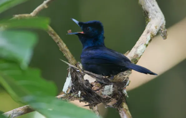 Птица, ветка, клюв, Shinning Flycatcher
